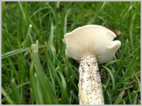 Raufuß-Weichritterling4