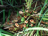 Wiesen-Haarschwindling1