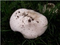 Wiesenchampignon4