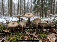 Winter-Stielporling1