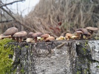 Winter-Stielporling2