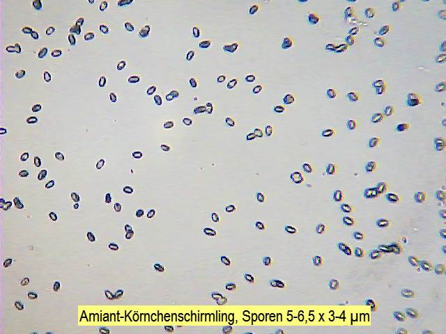 Sporen Amiant-Körnchenschirmling