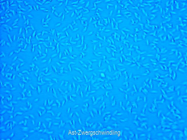 Sporen Ast-Zwergschwindling