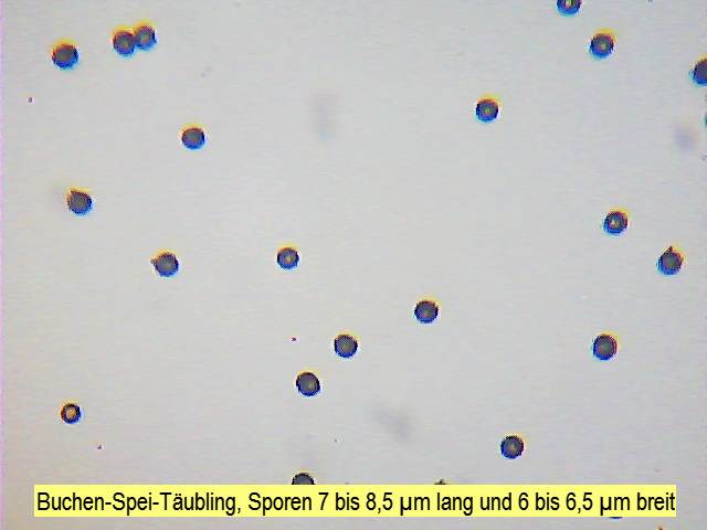 Sporen Buchen-Spei-Täubling