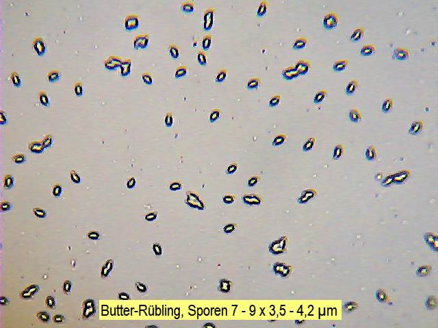 Sporen Butter-Rübling