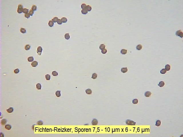 Sporen Fichten-Reizker