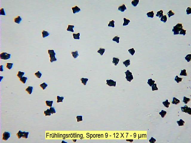 Sporen Frühlingsrötling