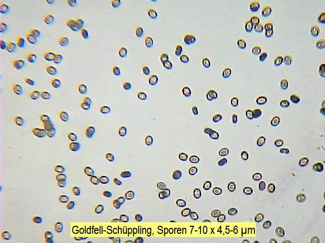 Sporen Goldfell-Schüppling