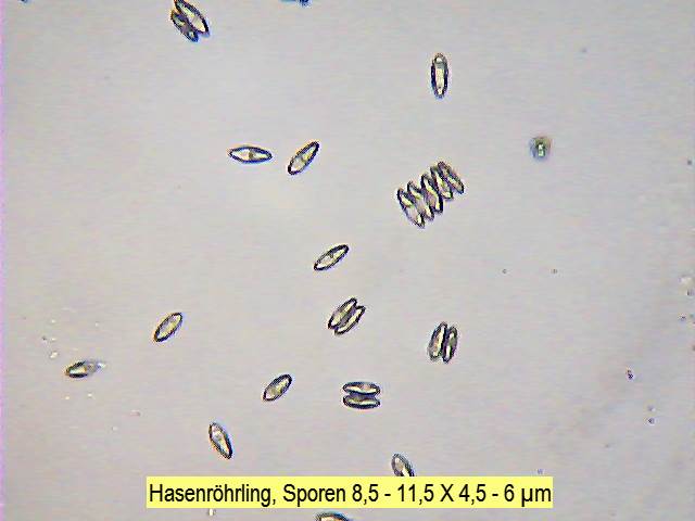 Sporen Hasenröhrling