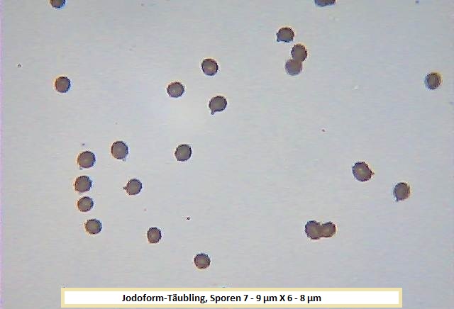 Sporen Jodoform-Täubling