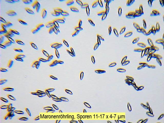 Sporen Maronen-Röhrling