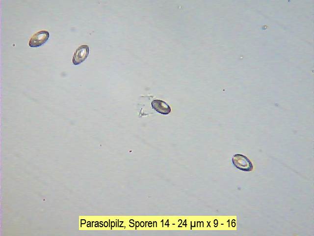 Sporen Parasolpilz