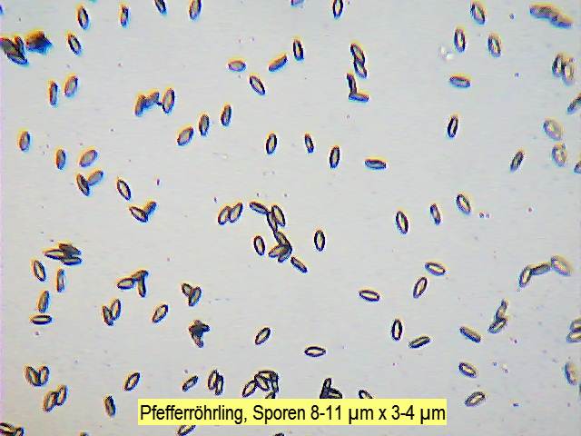 Sporen Pfefferröhrling