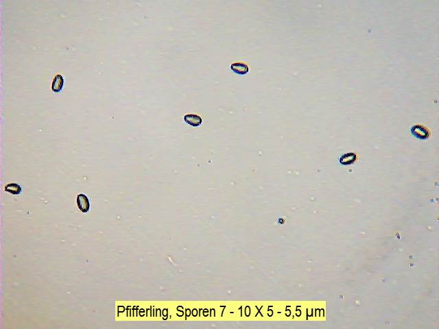 Sporen Pfifferling