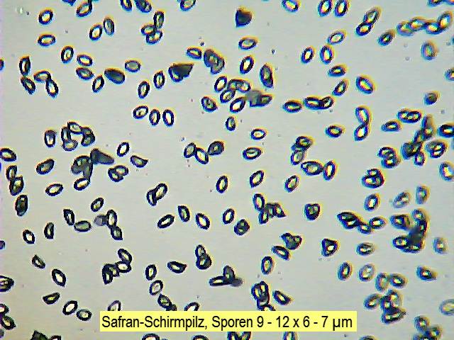 Sporen Safran-Schirmpilz