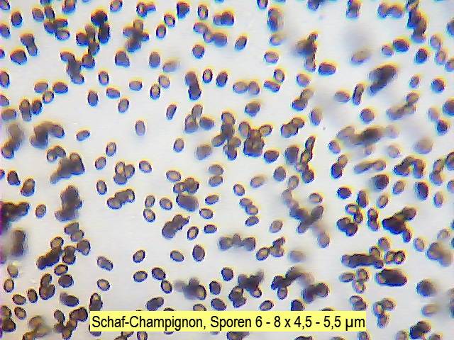 Sporen Schaf-Champignon