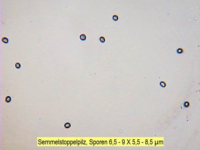 Sporen Semmelstoppelpilz