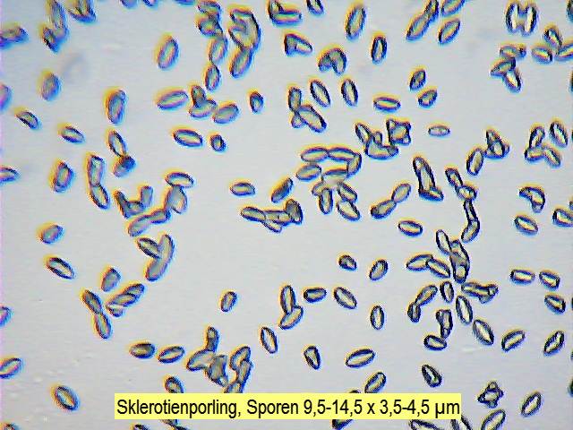 Sporen Sklerotien-Porling