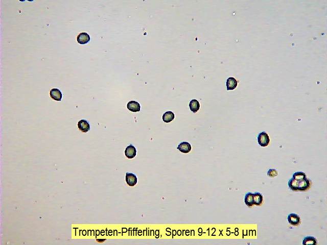 Sporen Trompetenpfifferling