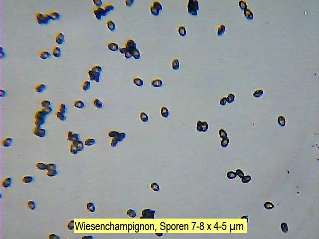 Sporen Wiesenchampignon