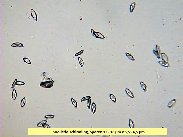 Sporen Wollstielschirmling