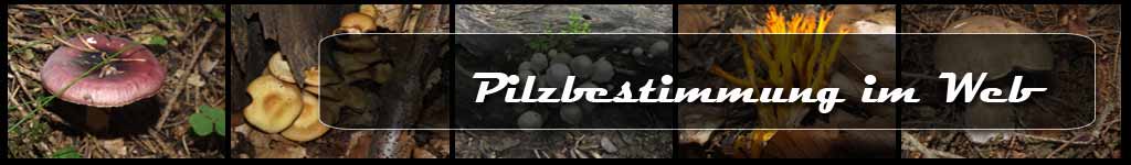 pilze im internet